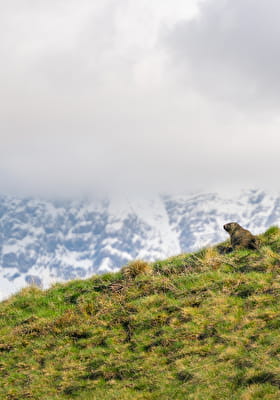 Où voir des marmottes en montagne