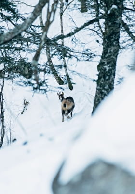 Isard en un bosque en el Parque Nacional de los Pirineos en invierno