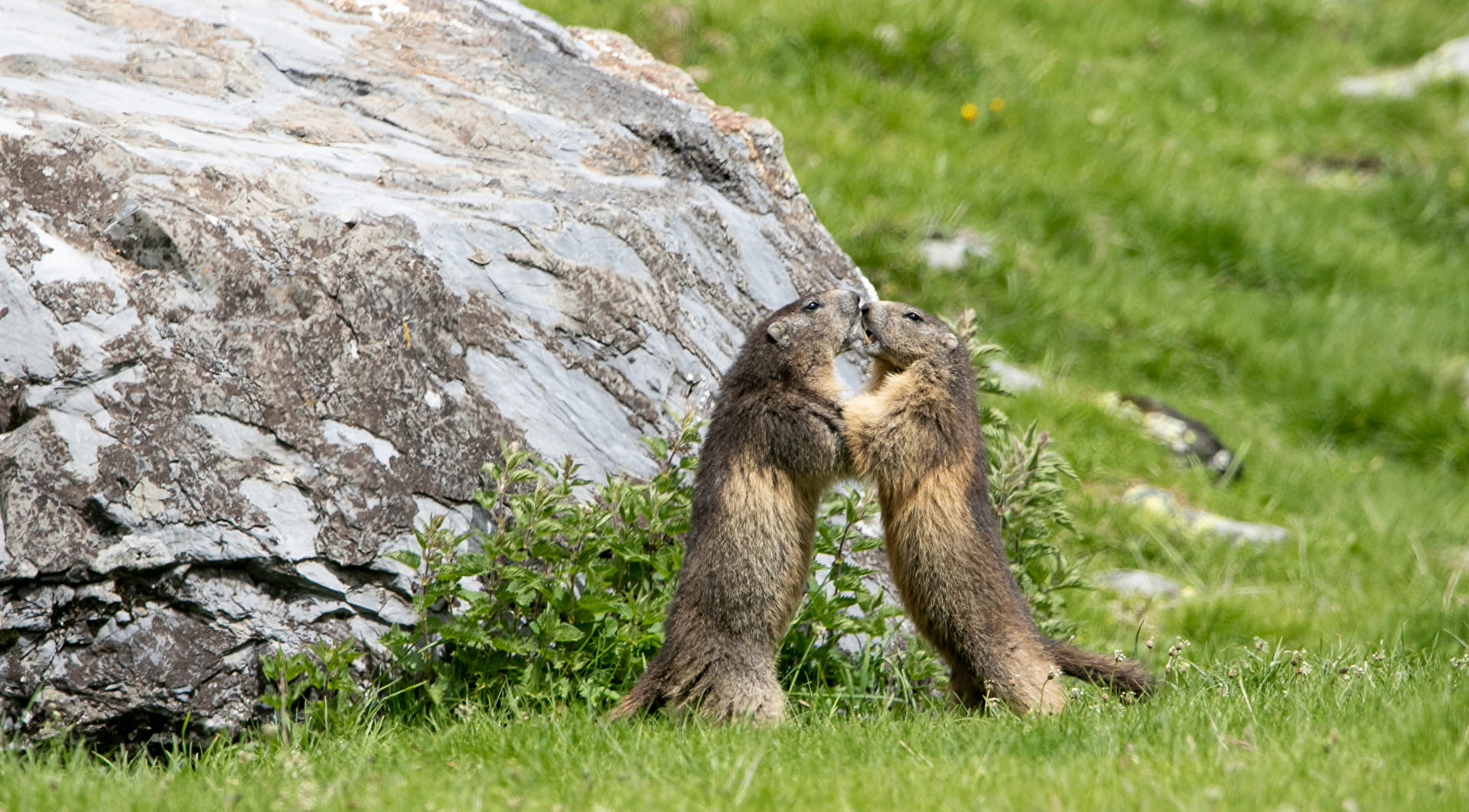 Marmottes dans le Parc national des Pyrénées