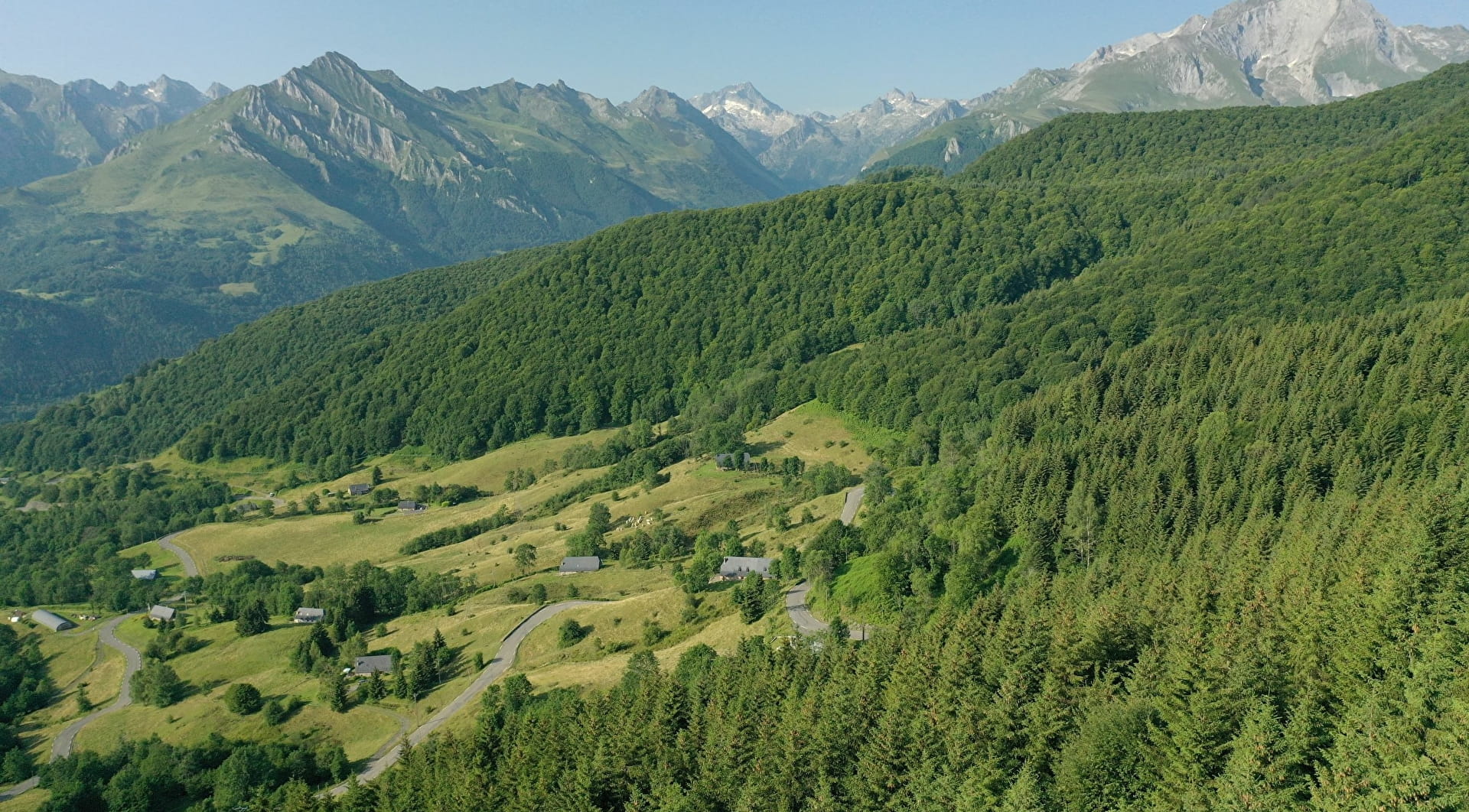 Bosque de abetos en el Col de Couraduque en la Val d'Azun