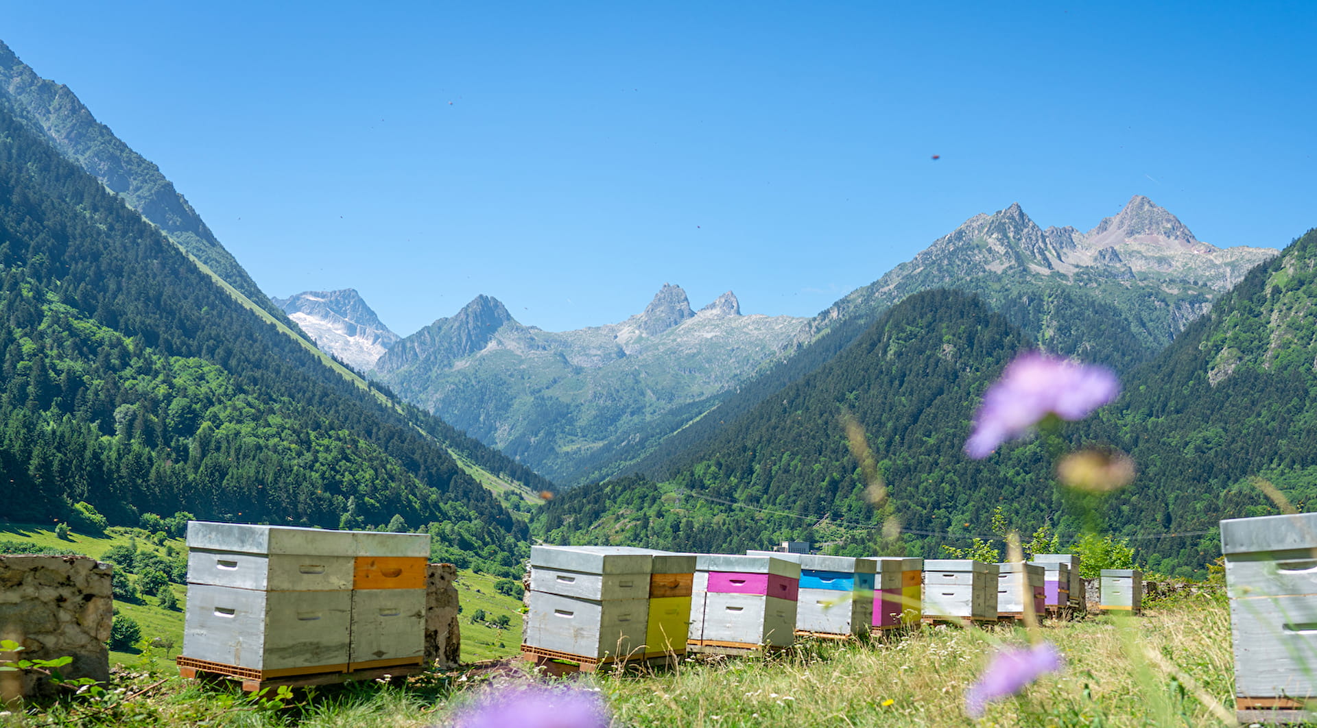 Paysage de montagne avec ruches