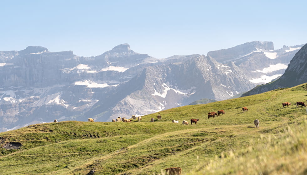 Paisaje de montaña con vacas en los pastos de verano.